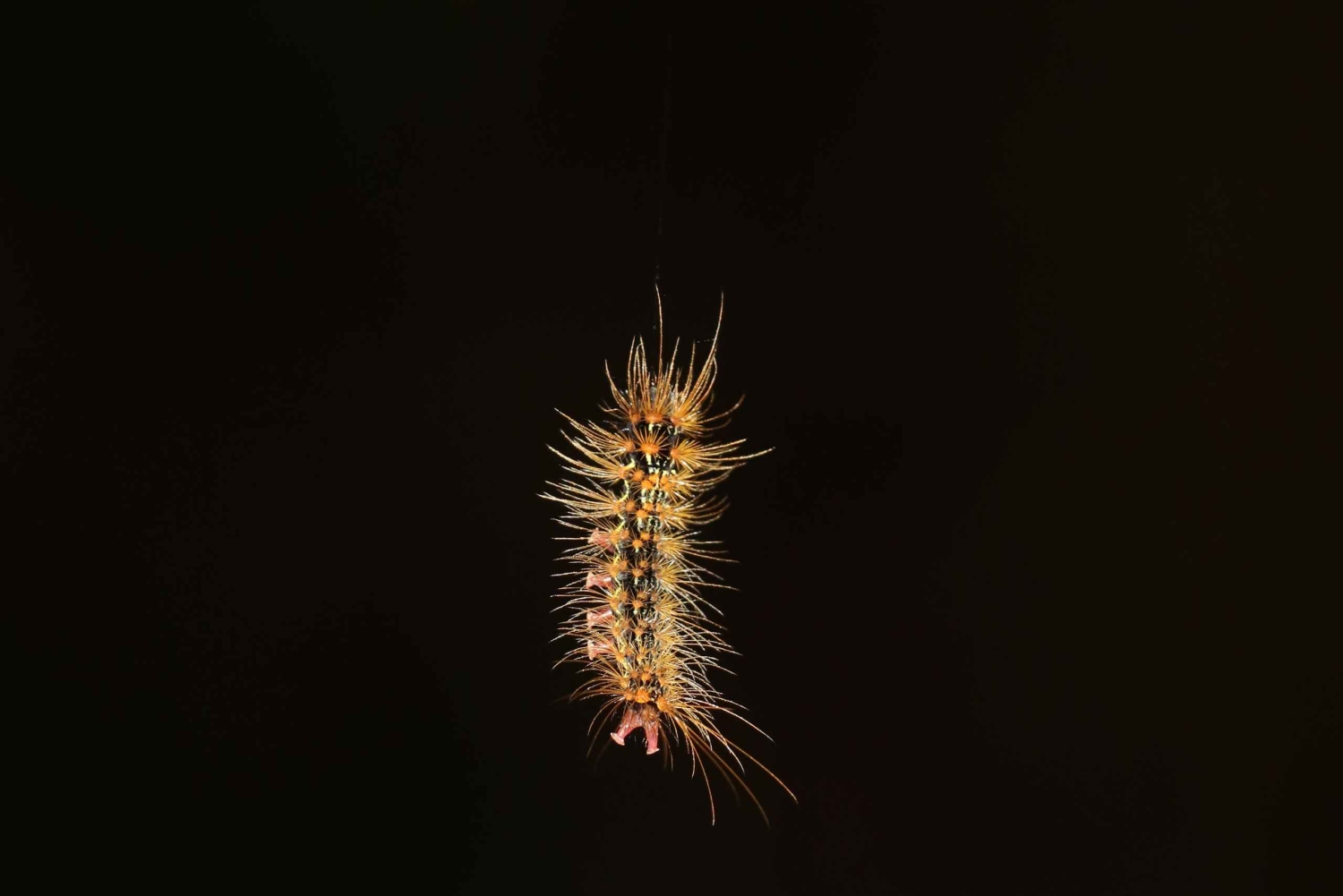 Promenade nocturne dans la forêt des nuages