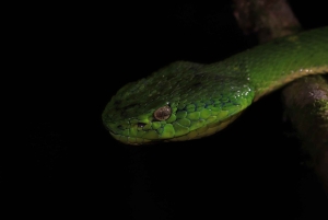 Promenade nocturne dans la forêt des nuages
