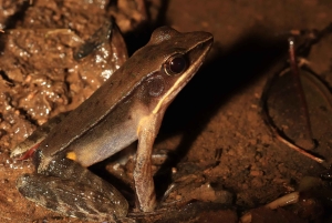 Promenade nocturne dans la forêt des nuages