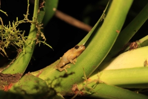 Promenade nocturne dans la forêt des nuages