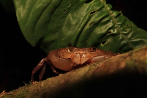 Promenade nocturne dans la forêt des nuages