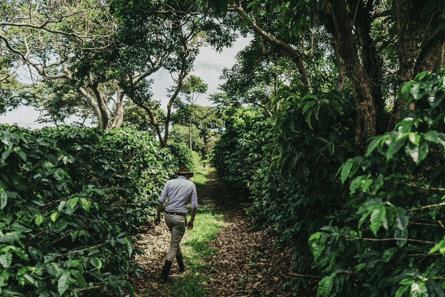 Coffee Farm tour, Poas Volcano Park and La Paz Waterfall
