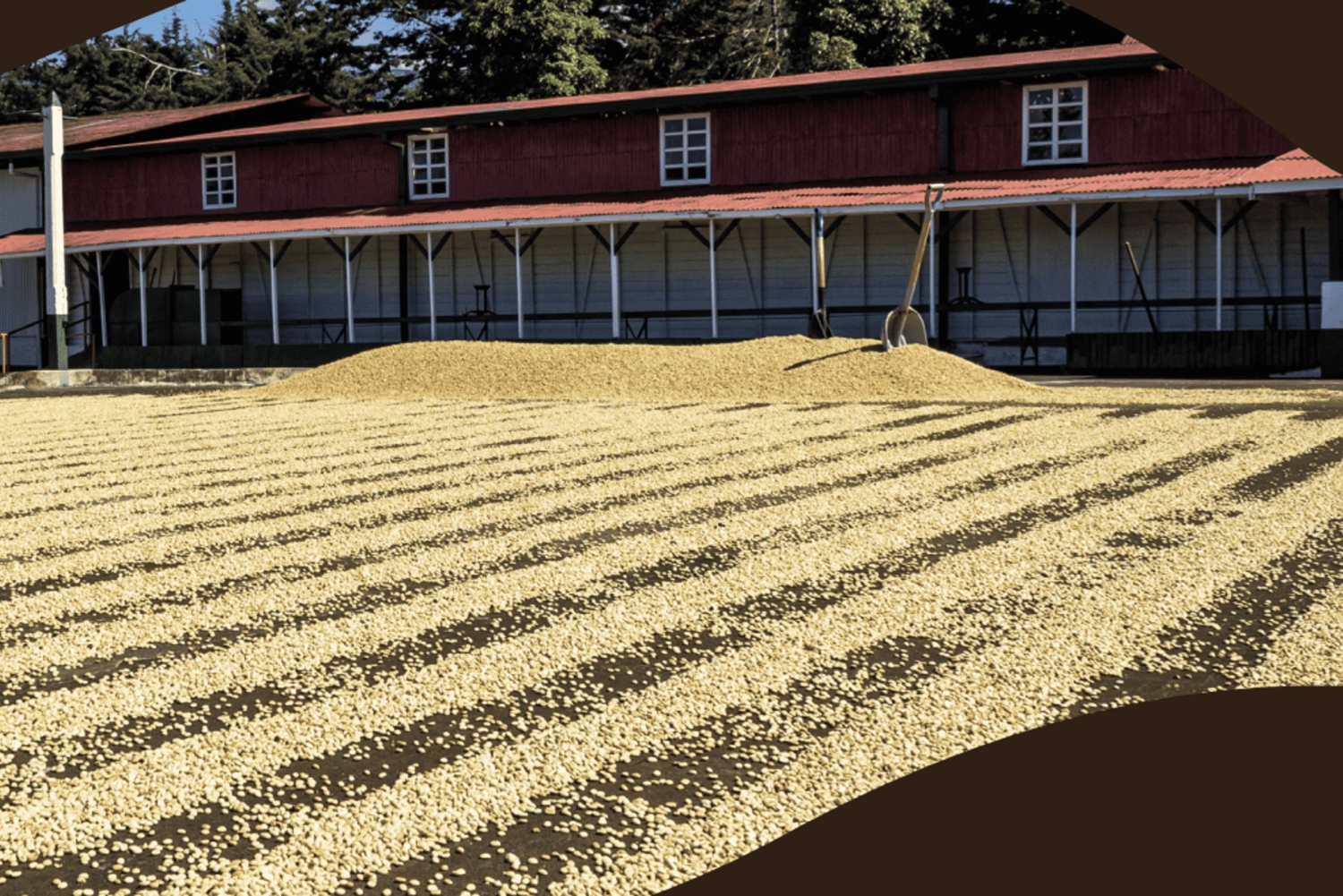 Coffee Farm tour, Poas Volcano Park and La Paz Waterfall