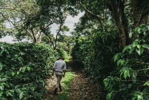 Coffee Farm tour, Poas Volcano Park and La Paz Waterfall