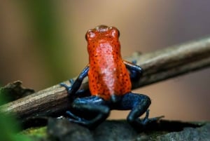 La Fortuna: Wiszące mosty, wodospad i wycieczka na wulkan Arenal