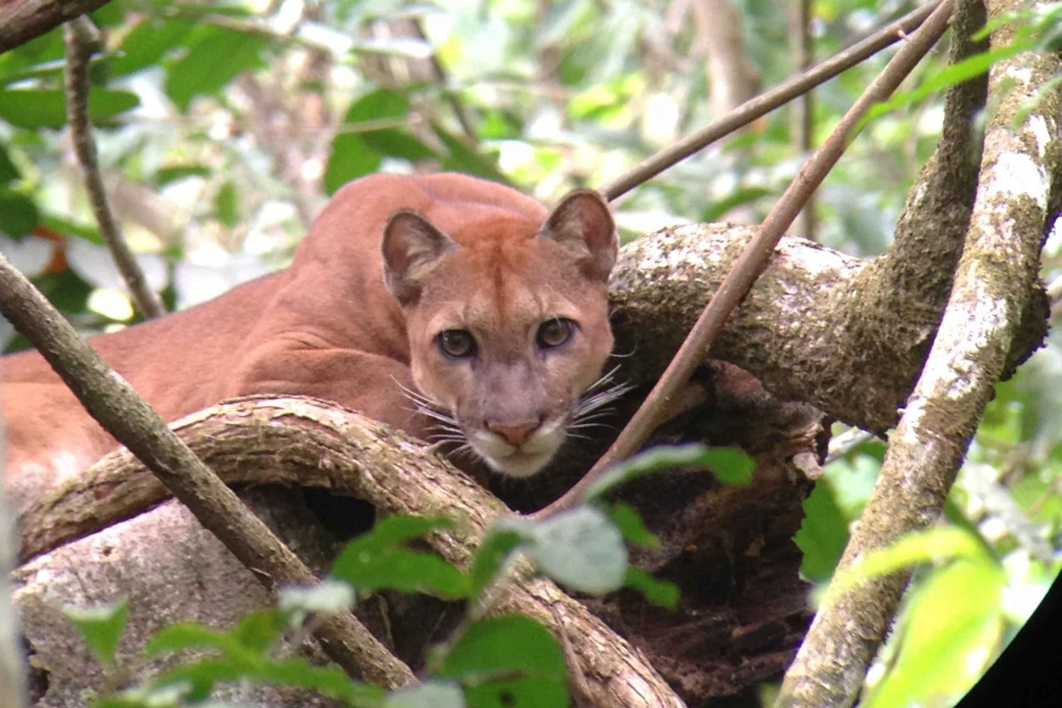 Parque Nacional do Corcovado: Passeio de Aventura com pernoita - 2 dias