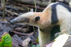 Parco Nazionale del Corcovado: Tour d'avventura con pernottamento - 2 giorni