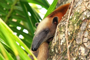 Parco Nazionale del Corcovado: Tour d'avventura con pernottamento - 2 giorni