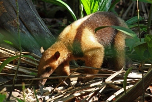 Parco Nazionale del Corcovado: Tour d'avventura con pernottamento - 2 giorni
