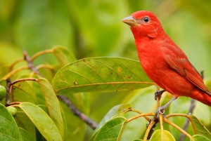 Parco Nazionale del Corcovado: Tour d'avventura con pernottamento - 2 giorni