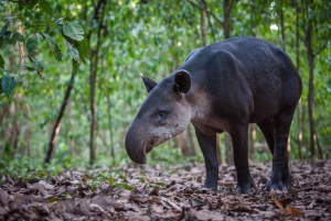 Parque Nacional do Corcovado: Passeio de Aventura com pernoita - 2 dias