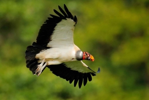 Parque Nacional do Corcovado: Passeio de Aventura com pernoita - 2 dias