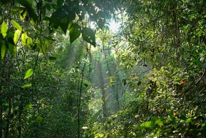 Corcovado National Park: Guided Hiking Tour - Full Day