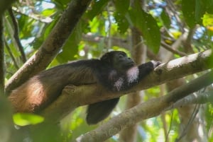 From Puerto Jimenez: Corcovado National Park Full-Day Tour