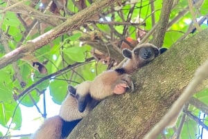 From Puerto Jimenez: Corcovado National Park Full-Day Tour