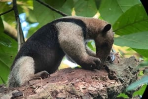 From Puerto Jimenez: Corcovado National Park Full-Day Tour