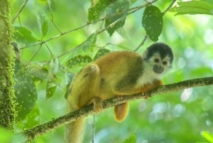 From Puerto Jimenez: Corcovado National Park Full-Day Tour