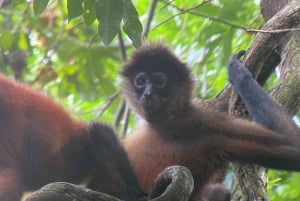 From Puerto Jimenez: Corcovado National Park Full-Day Tour