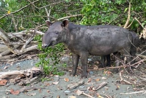 From Puerto Jimenez: Corcovado National Park Full-Day Tour