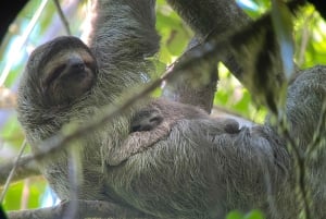 From Puerto Jimenez: Corcovado National Park Full-Day Tour