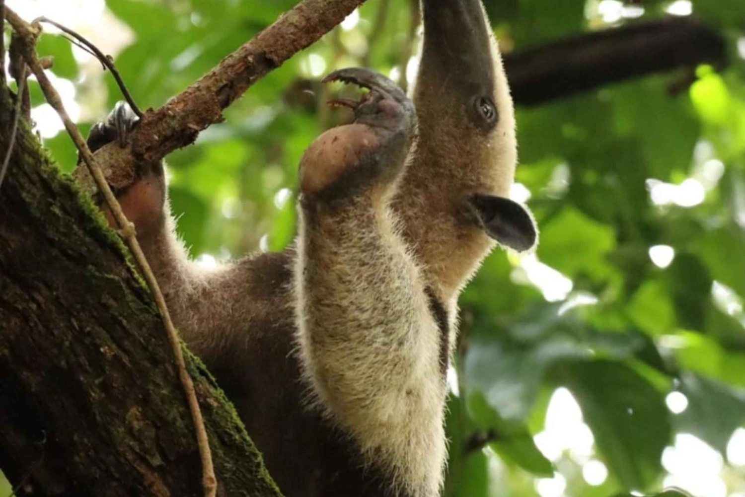 Parque Nacional Corcovado: Experiencia Privada para Parejas 2D 1N