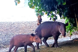 Parque Nacional Corcovado: Experiencia Privada para Parejas 2D 1N