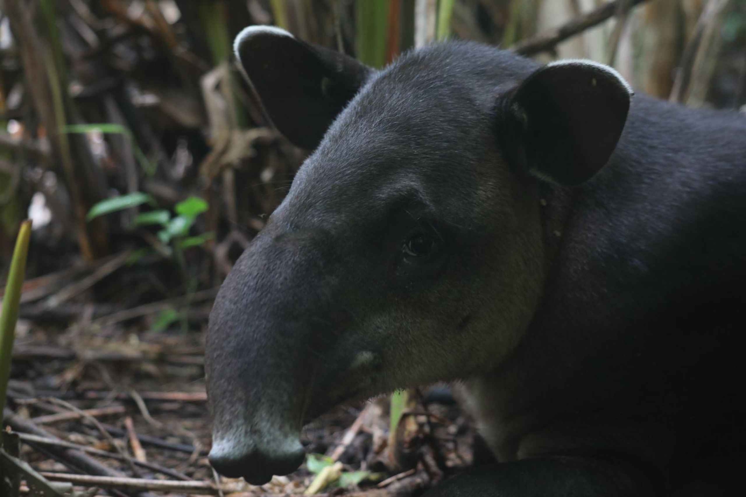 Corcovado nasjonalpark, San Pedrillo stasjon, 1 dagstur