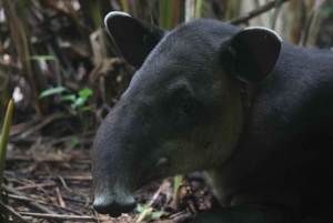 Corcovado-Nationalpark, San Pedrillo Station, 1 Tageswanderung