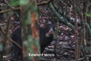Corcovado-Nationalpark, San Pedrillo Station, 1 Tageswanderung