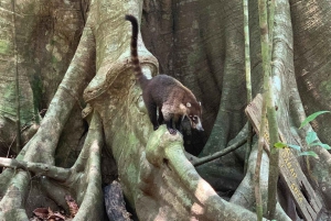 Corcovado-Nationalpark, San Pedrillo Station, 1 Tageswanderung