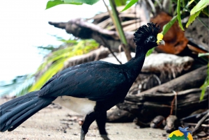Corcovado-Nationalpark, San Pedrillo Station, 1 Tageswanderung