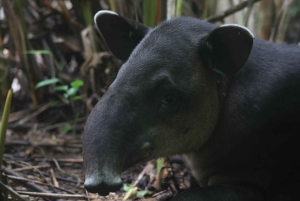 Corcovado nasjonalpark, San Pedrillo stasjon, 1 dagstur