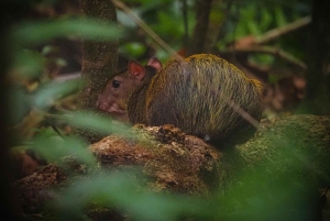 Corcovado nasjonalpark, San Pedrillo stasjon, 1 dagstur