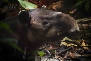 Corcovado nasjonalpark, San Pedrillo stasjon, 1 dagstur
