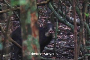 Corcovado nasjonalpark, San Pedrillo stasjon, 1 dagstur