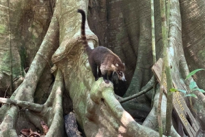 Corcovado nasjonalpark, San Pedrillo stasjon, 1 dagstur