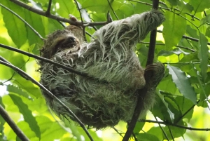 Corcovado nasjonalpark, San Pedrillo stasjon, 1 dagstur