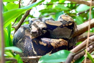 Corcovado nasjonalpark, San Pedrillo stasjon, 1 dagstur