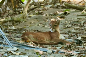 Corcovado nasjonalpark, San Pedrillo stasjon, 1 dagstur