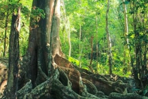 Corcovado National Park: San Pedrillo Station Day Tour