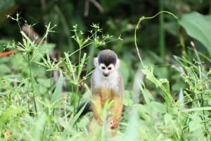 Corcovado National Park: San Pedrillo Station Day Tour