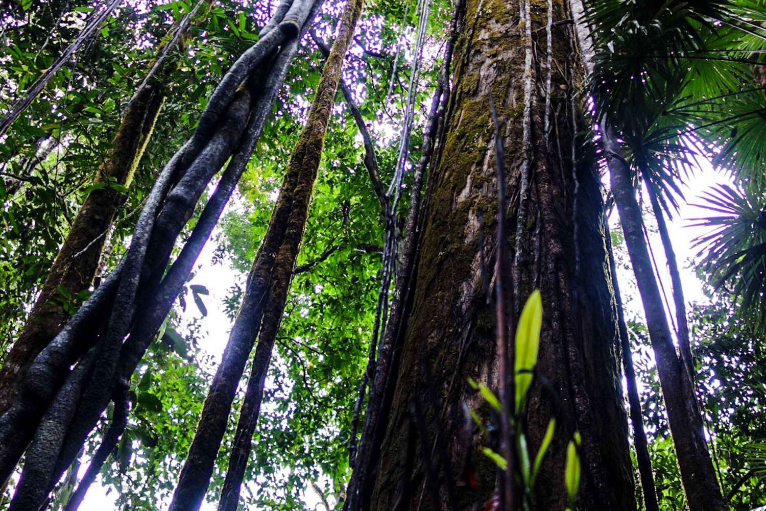 Национальный парк Корковадо: Станция Сан-Педрильо Дневная экскурсия
