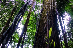 Национальный парк Корковадо: Станция Сан-Педрильо Дневная экскурсия