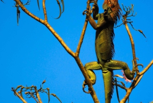 Национальный парк Корковадо: Станция Сан-Педрильо Дневная экскурсия