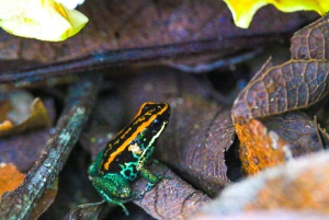 Национальный парк Корковадо: Станция Сан-Педрильо Дневная экскурсия