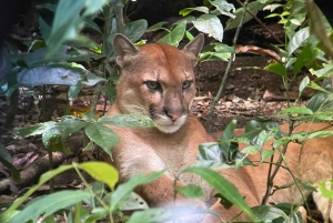 Национальный парк Корковадо: Станция Сан-Педрильо Дневная экскурсия