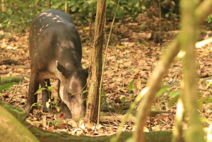 Национальный парк Корковадо: Станция Сан-Педрильо Дневная экскурсия