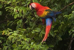 Uvita : Parc national Corcovado San Pedrillo depuis Uvita - Excursion d'une journée