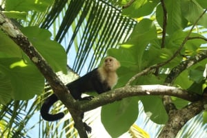 Uvita : Parc national Corcovado San Pedrillo depuis Uvita - Excursion d'une journée