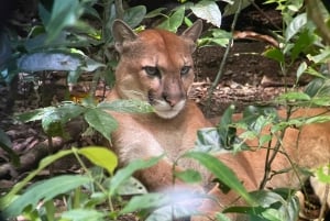 Corcovado National Park- Sirena/San Pedrillo Station - 1 Day